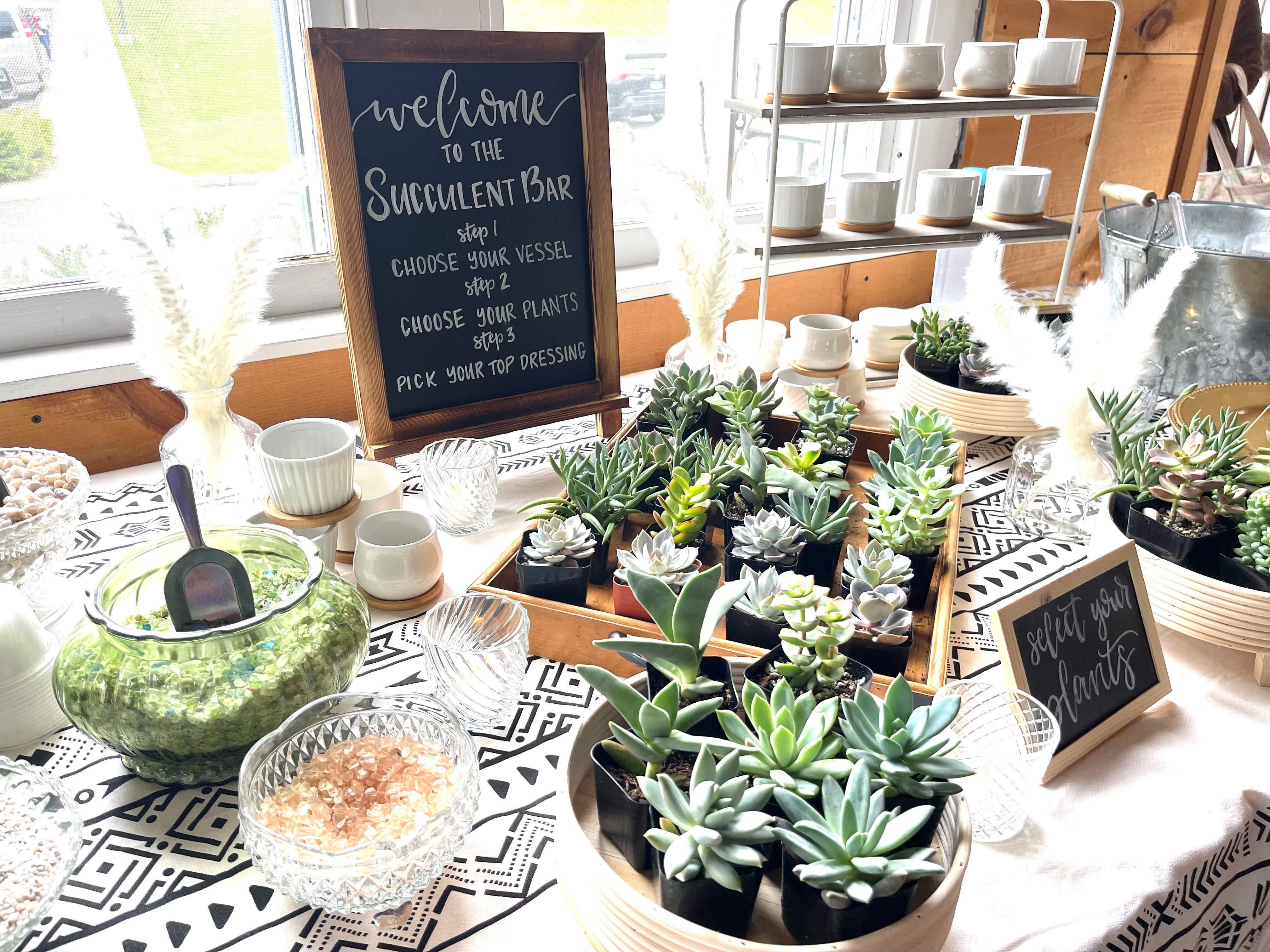 crested succulents for sale San Pedro Crested Cactus Variegated Rare Import – AceMegaSucculents